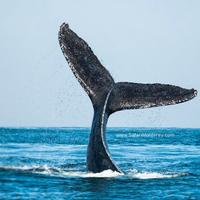 Ocean Safaris (@safarimonterey) 's Twitter Profile