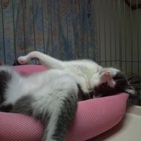 かーらる (@tillim0083) 's Twitter Profile