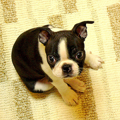 uotaa's profile picture. 神戸在住のデザイナーです。他に講師業等もやってます。iMac Early2019、MacBookAir 2020、iPhone 13mini、iPad Air4ユーザー。