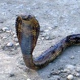 najahaje's profile picture. an Egyptian cobra