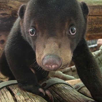 sunbear94979367's profile picture. I like sleep in trees and eat termites.