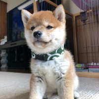 フェイフェイ (@zzb4ngje4wxkuqu) 's Twitter Profile Photo