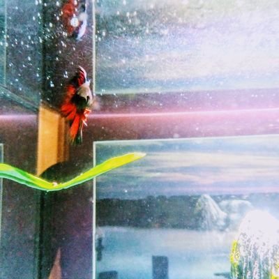 frequency dragon betta