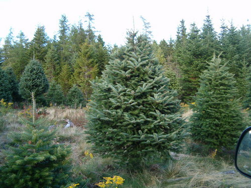 We sell locally grown Christmas trees in the Saint John and Fredericton area.
