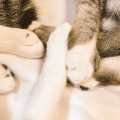 nikukyuulovepun's profile picture. もふもふのものに癒されたい