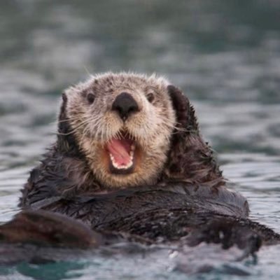 steph_lecoanet's profile picture. Ebeniste (GRETA Boulle) @cabinetITW Apparaît dans le podcast @cqep_pod et bafouille dans @talfho, audiophile radin. Instagram: @slecoanet