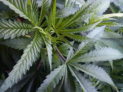 CannabisAsMeds's profile picture. Proven research creates a solid foundation. CAM intent is to bring the best medical cannabis research & information. Industry news RSS Feeds in one location.