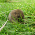 Leslie Cunningham (aka The Vole) (@LeslietheVole) Twitter profile photo