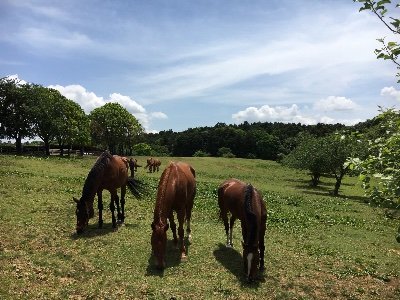 茨城県かすみがうら市の自然豊かな乗馬クラブ霞ヶ浦ライディングファームです。主に競争馬引退馬、養老馬、現役乗用馬などの預託を行っています。馬も人もゆったりくつろげる、イギリスの田舎に来たような雰囲気のクラブです。