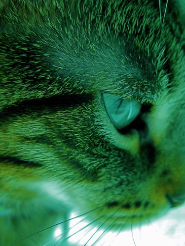 ___Zeebo___'s profile picture. 