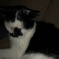 JCamm (@poppyjoey) 's Twitter Profile