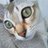 シンガプーラ 猫は癒しのアイコン