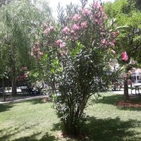 Fidan Fatih (@fidanfatih2) 's Twitter Profile