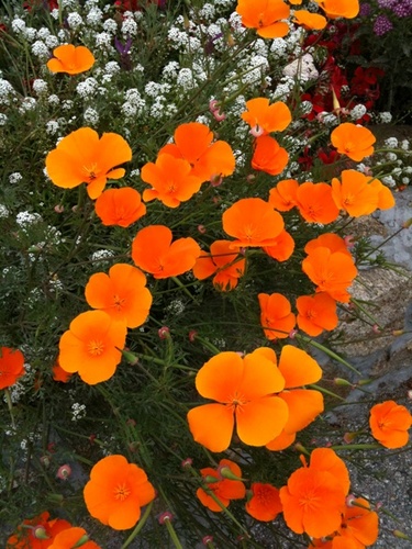 CMartinelliDC's profile picture. 