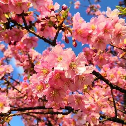 2019年にようやくTwitterの使い方を理解してきました(笑)
タイムライン整理のため、勉強アカウントに分離中→@kudoushikaku