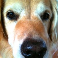 Laurel Bunce-Polarek (@scurvydogma) 's Twitter Profile