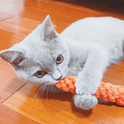seyoungfloraさんのプロフィール画像