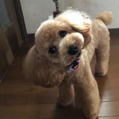 yuzu_1110415's profile picture. 2017年8月17日より大切な家族となったゆず🐶/愛犬と共に写真を撮っています/時々、主人のバイクZ900RS、ﾊﾝﾀｰｶﾌﾞCT125、YB125SPが浮上します/写真📷Nikon/愛犬と四季折々の花 自然  バイクetc…【 YouTube勧誘 、DMでの会話はご遠慮ください 】