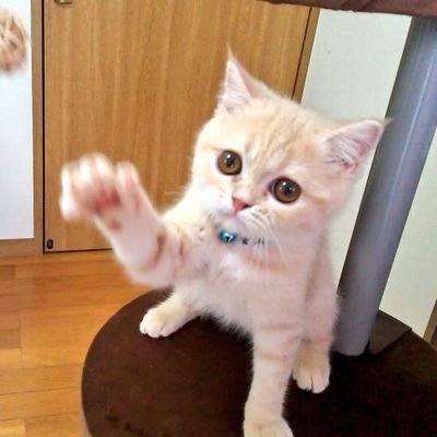 猫のミーくん Mi Kunn Twitter