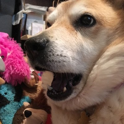 JennShank1's profile picture. 