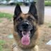 Wilco Sheriff's K9 Unit (@wilcok9) Twitter profile photo Wilco Sheriff's K9 Unit (@wilcok9) Twitter profile photo