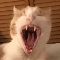 Cal Perria (@cal_perri) 's Twitter Profile