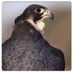 الباز (@albaz305) Twitter profile photo الباز (@albaz305) Twitter profile photo
