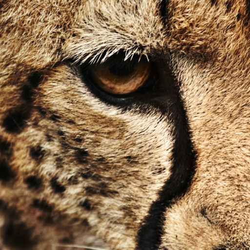 AbyshaiMacPonya's profile picture. Calm and Considerate