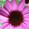 Rachel57890242's profile picture.