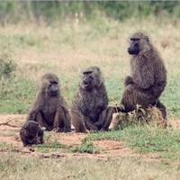 Ecology of Animal Societies (@livingingroups) 's Twitter Profile