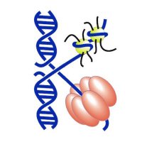 Keck Lab (@kecklabuw) 's Twitter Profile