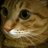 sato_catcatdog