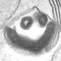Emily Eden (@edenlab_ucl) 's Twitter Profile Photo Emily Eden (@edenlab_ucl) 's Twitter Profile Photo