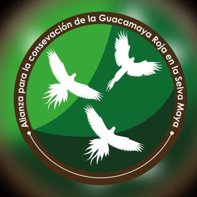 La Alianza para la Conservación de la Guacamaya Roja en la Selva Maya es un esfuerzo regional para la recuperación y estudio de esta emblemática especie