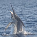 Mike Hallam - @ReelNice - Twitter