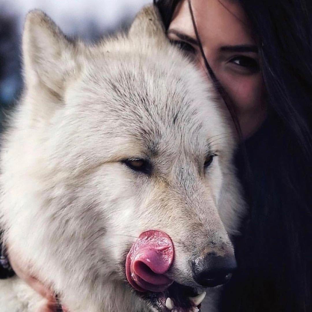 If you live among #wolves you have to act like a #wolf 🐺🐺