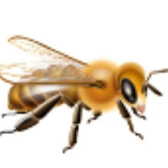 Nascot Wood Bees Profile