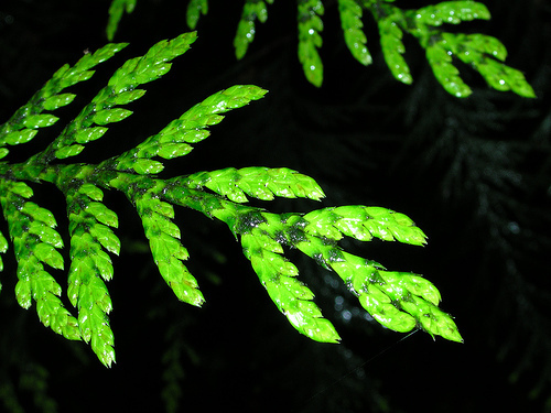 CortesForest's profile picture. There is almost no old growth left. The Cortes forest stands for the future, and we must protect it.