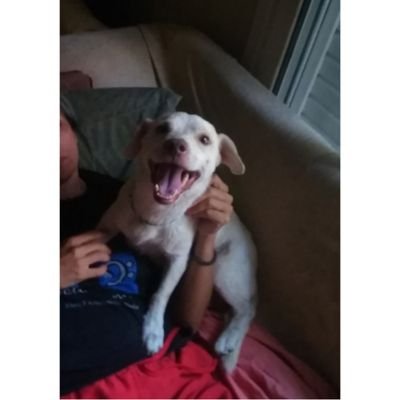 aris_bari's profile picture. ΦΙΛΟΖΩΙΚΟ