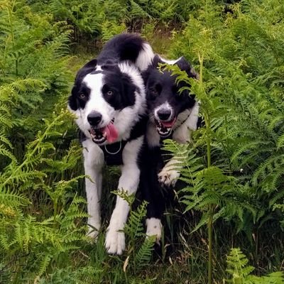 Mr Flash🌈& Miss Darcy are rescued Border Collies who view life as black & white...