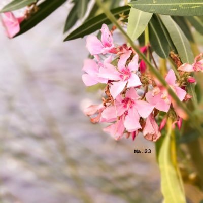 marwa_alsin's profile picture. الحمـدلله قبل كل شي 🧡.