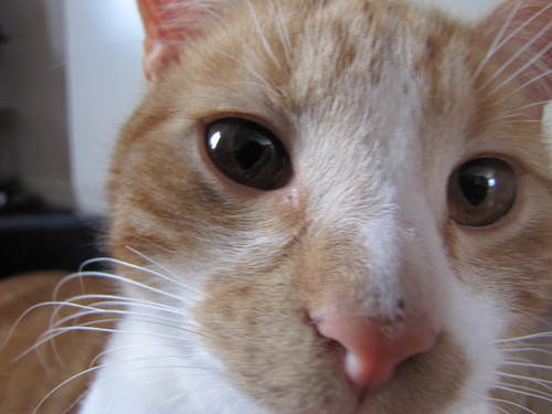 lucieloopylou's profile picture. The one and only I.E!!!!! Are you feeling lucky ducky? :o)