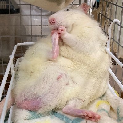 ⚠️虫も登場します⚠️うさぎ一筋だったのにネズミの沼に落ちた。ラーマ🐁とビーム🐀 ラット6匹はネズミの惑星に帰還🚀🪐 ファットテールジャービル、ヤモリを販売しています @nezumikubari 裸のネコ@torotamatama 埼販55-0484号