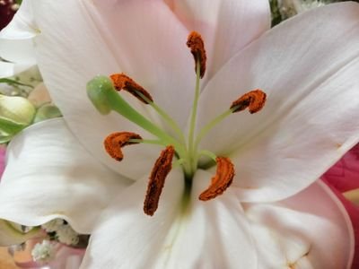 vvIMvdsL9CVvWhy's profile picture. #Omani #botanist #nature #Learning #discoverOman #SQU_info #ReadingUni