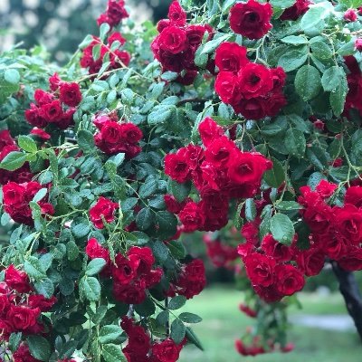 aori_wan's profile picture. 