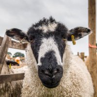 Liddle Lambs (@liddlelambs) 's Twitter Profile