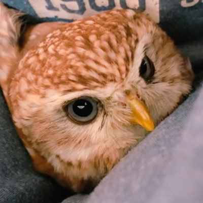 シャノン コキンメフクロウ Owlshannon Twitter