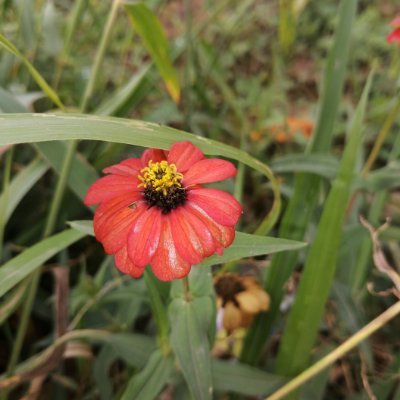 irekasol Profile Picture