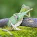 Lizard Music (@listentothemus3) Twitter profile photo Lizard Music (@listentothemus3) Twitter profile photo