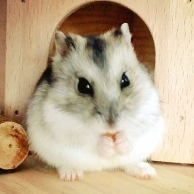 GrauerHamster Profile Picture